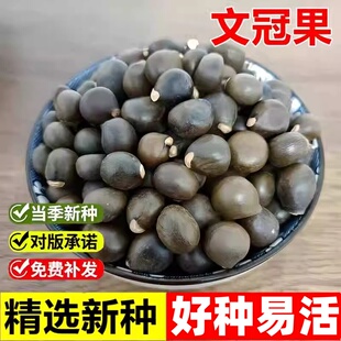 文冠果种子园林绿化花卉用种林木果树多年生观赏树木油料树种子