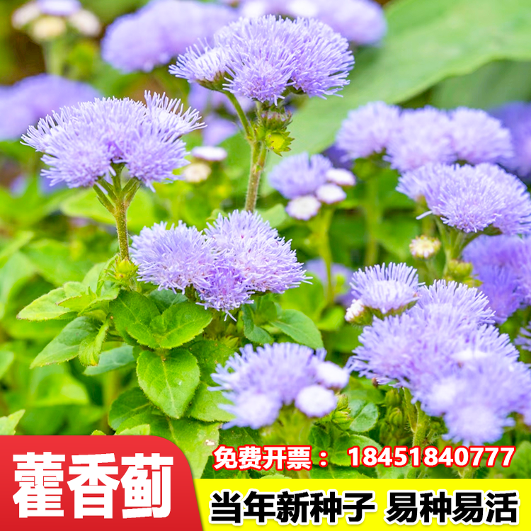 藿香蓟花籽白花草籽四季播种庭院景观园林地被植物盆栽一枝香种子