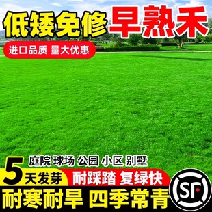 早熟禾草籽草坪草种矮生耐践踏耐寒四季常青种子庭院别墅绿化种孑