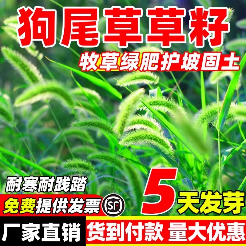 狗尾巴草种子孑野草种杂草种籽狗尾草种耐旱绿化观赏草籽护坡牧草