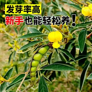 护坡灌木种子紫穗槐刺槐胡枝子田菁银合欢多花木兰猪屎豆木豆种籽