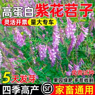 光叶紫花苕种子毛苕子牧草果园绿肥种籽高产箭舌野豌豆多年生草籽