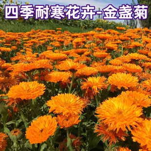 重瓣金盏菊种子金盏花种子长生菊花海盆栽秋播耐寒四季易种花种子