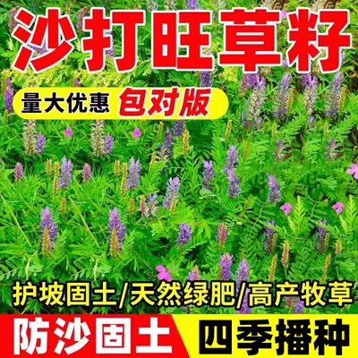 沙打旺种子四季高产多年生牧草种籽护坡水土保持畜牧养殖耐旱草籽