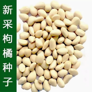 新采枸橘种子枳壳种子香橙红橘种子柑橘马甲子嫁接砧木带刺篱笆墙