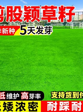 草坪草籽四季常青免修剪细弱剪股颖匍匐剪股颖庭院别墅绿化草种子