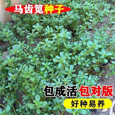 马齿苋菜种籽新鲜四季蔬菜种子马芷苋室内阳台庭院盆栽简单好种孑