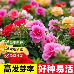 凤仙花种子混色指甲花种籽急性子四季播种开花室内外庭院阳台盆栽