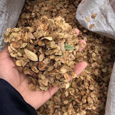 小叶榔榆种子盆景苗树苗榆树籽白榆种子种籽榆树多年生种孑四季