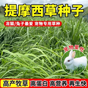 提摩西草籽兔子可食用猫尾草仓鼠荷兰猪龙猫优质多年生牧草种子孑