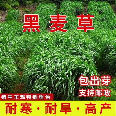 黑麦草种籽子种多年生牧草种子四季常青养殖鸡鸭鹅猪牛羊鱼草草籽