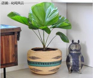 不需要阳光的植物室内好养喜阴的花卉不需要阳光的绿植棕叶大美丽