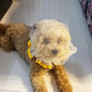 狗嘴套扒不掉防咬人【浴帽新用法】宠物狗狗防误食乱吃网纱头套嘴