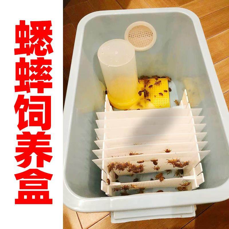 爬宠蟋蟀饲养盒笼子杜比亚