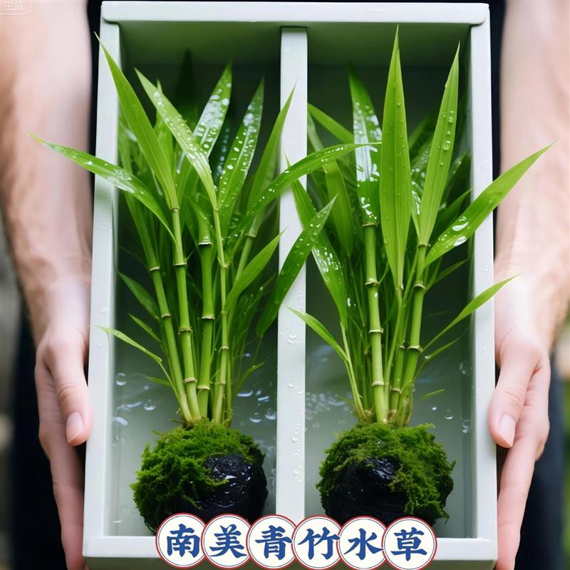 鱼缸专用水草造景南美青竹