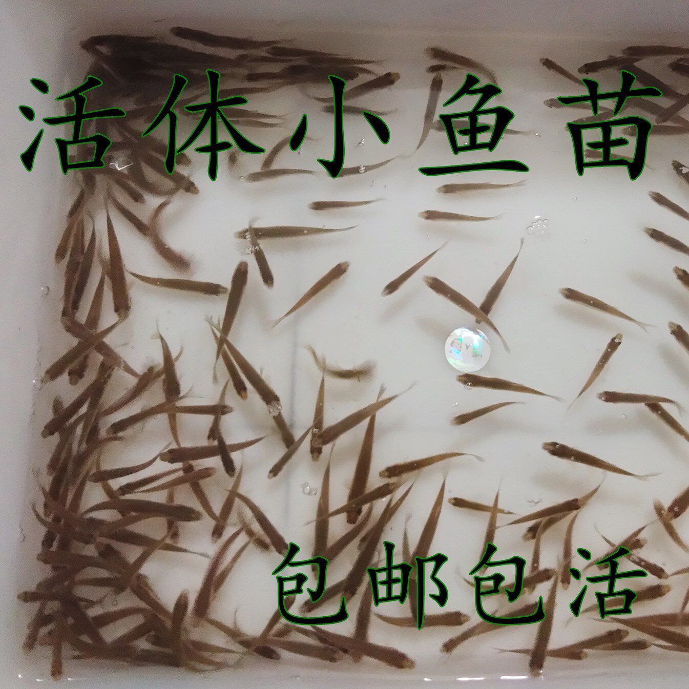 喂鱼鳄龟食赤眼鳟龙鱼饲料观赏鱼鲫鱼练手活体鱼苗乌龟食淡水宠物