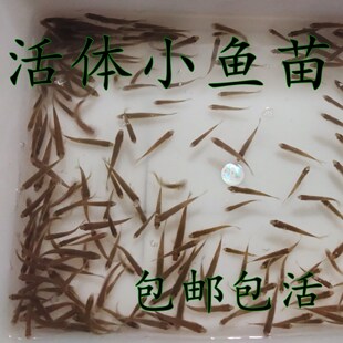 喂鱼鳄龟食赤眼鳟龙鱼饲料观赏鱼鲫鱼练手活体鱼苗乌龟食淡水宠物