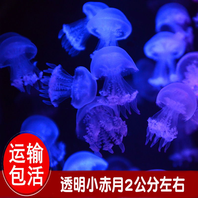 水母活物网红海洋小宠物发光无毒好养赤月海月倒立观赏水母
