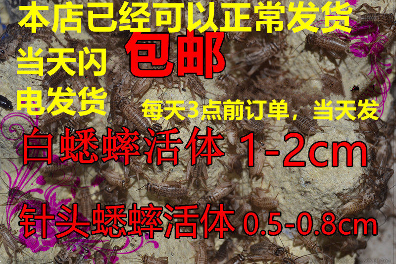 蛐蛐白蟋蟀 针头油葫芦爬宠蜘蛛 蜥蜴活体虫饲料 亚成体0.5