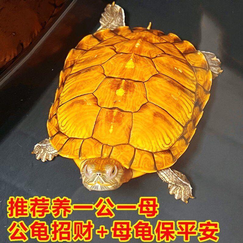 黄金龟招财金钱乌龟活物活体情侣宠物小乌龟深水龟长寿龟发财龟