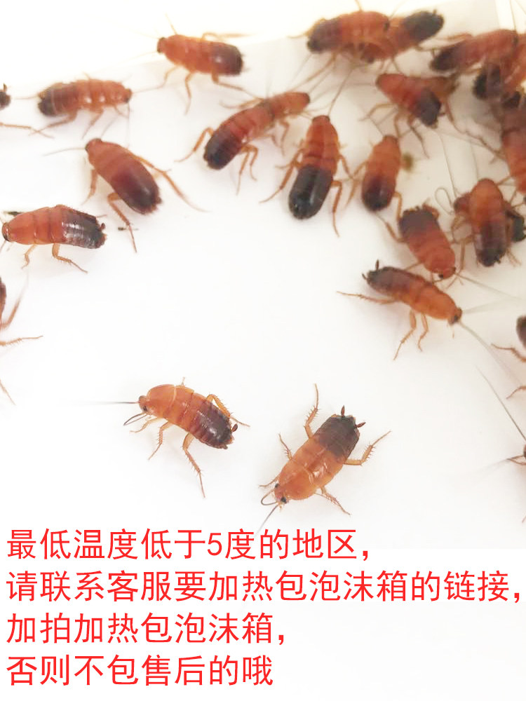 樱桃红蟑螂活体饲料罐装瓶装龙鱼爬虫/鸣虫食物