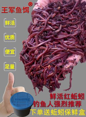 蚯蚓活饵活体鲜活钓鱼鱼饵红蚯蚓散装盒装黄鳝饵料黑蚯蚓红虫王军