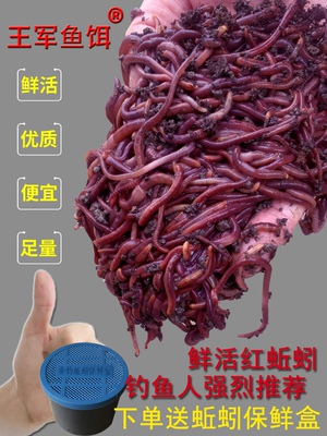 蚯蚓活饵活体鲜活钓鱼鱼饵红蚯蚓散装盒装黄鳝饵料黑蚯蚓红虫王军