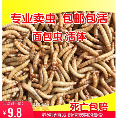 面包虫活的虫子喂鸡喂鸟吃的活物活体龙鱼蝎子画眉八哥乌龟食鲜活