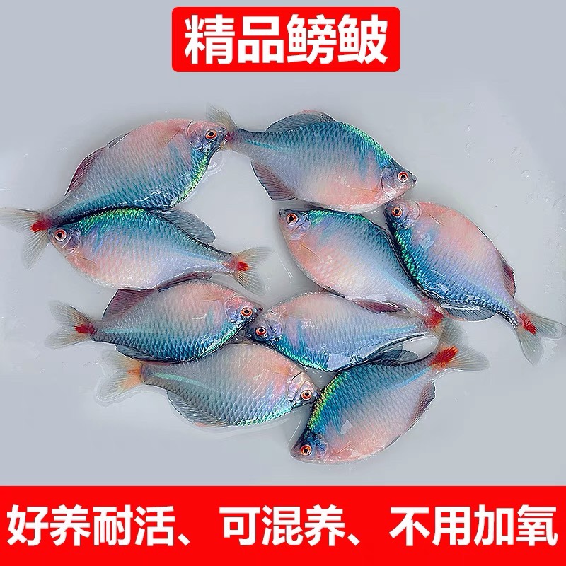 好养淡水观赏鳑鲏鱼七彩石旁皮除藻冷水鱼活体小型鱼苗原生群游鱼