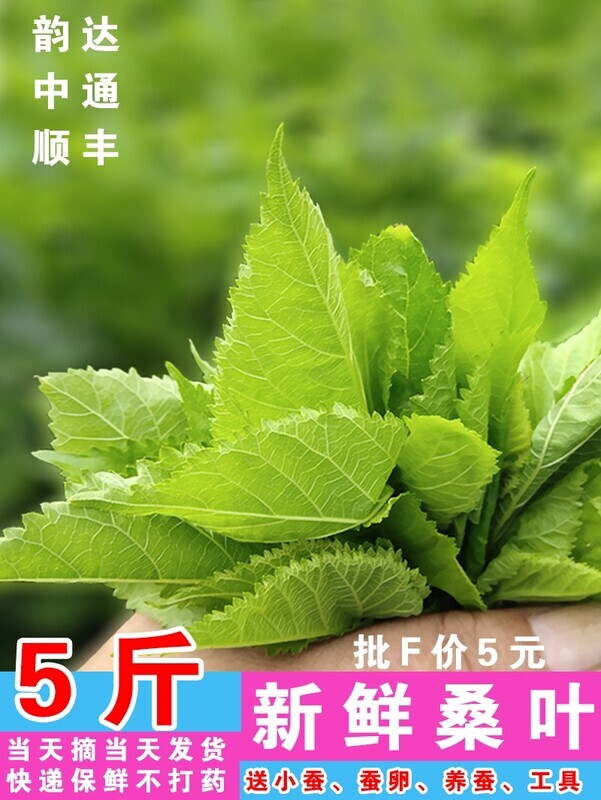 蚕宝宝桑叶新鲜学生养蚕套装桑叶喂蚕蚕卵活蚕大蚕2345龄批斤活物