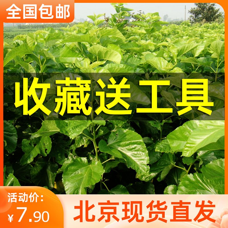 新鲜桑叶天然活体彩色蚕宝宝食物喂蚕卵养蚕套装饲料北京现摘嫩叶