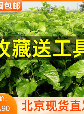 新鲜桑叶天然活体彩色蚕宝宝食物喂蚕卵养蚕套装饲料北京现摘嫩叶