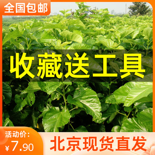 新鲜桑叶天然活体彩色蚕宝宝食物喂蚕卵养蚕套装饲料北京现摘嫩叶