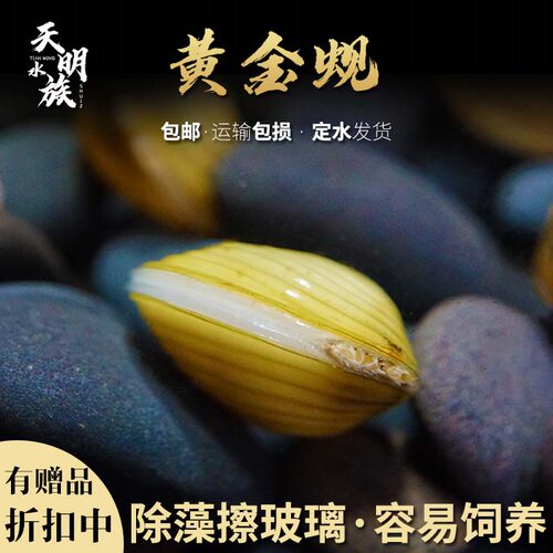 包邮黄金蚬螺活体 淡水热带鱼缸观赏螺 清洁水质不爱动蜗牛活体贝