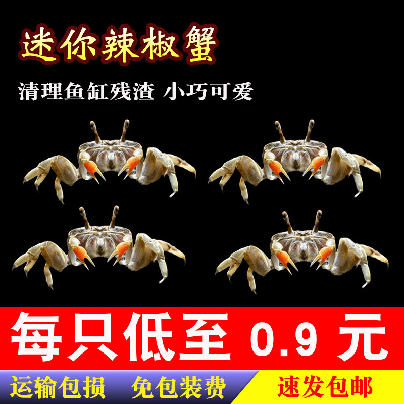 观赏蟹活体宠物活螃蟹迷你辣椒蟹蟹