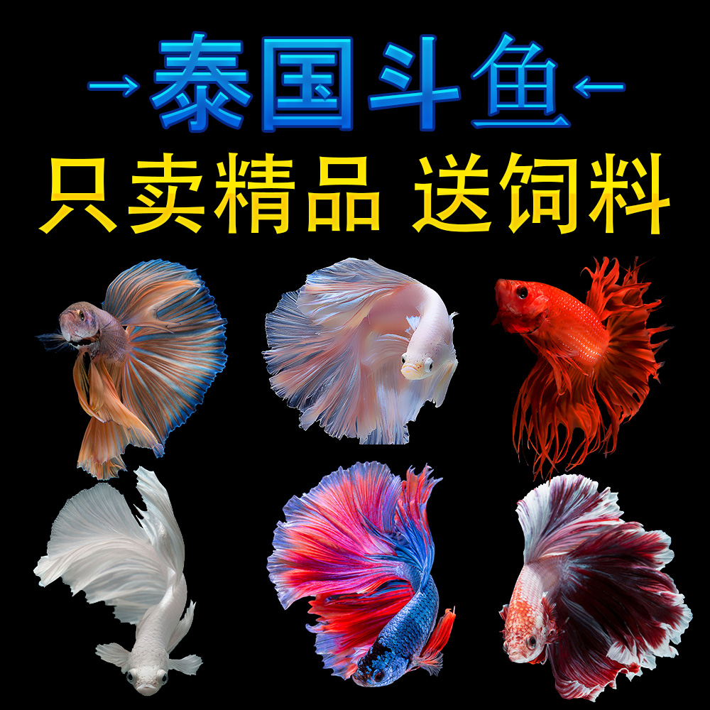 泰国斗鱼活体马尾狮王大耳朵半月将军糖果母鱼热带小型观赏宠物鱼