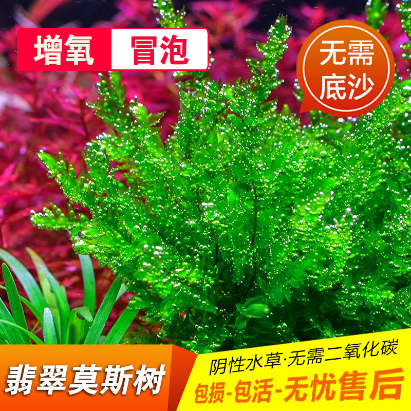 鱼缸造景活体真莫斯水草植物莫丝水草