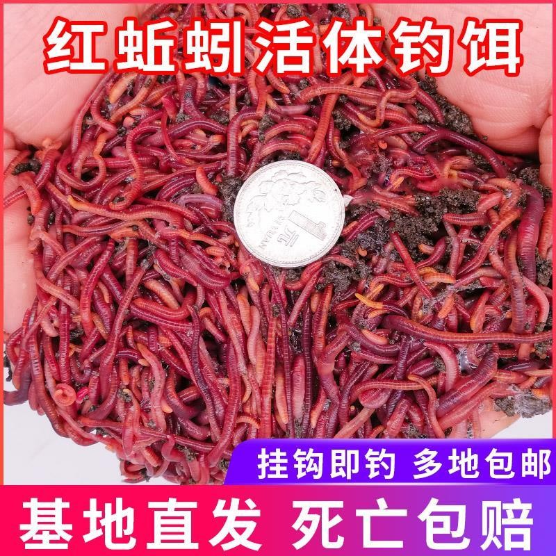 活秋引蚯蚓丘邱引活体野钓鲜活鱼饵料诱饵特大红虫包活活饵鳅引散