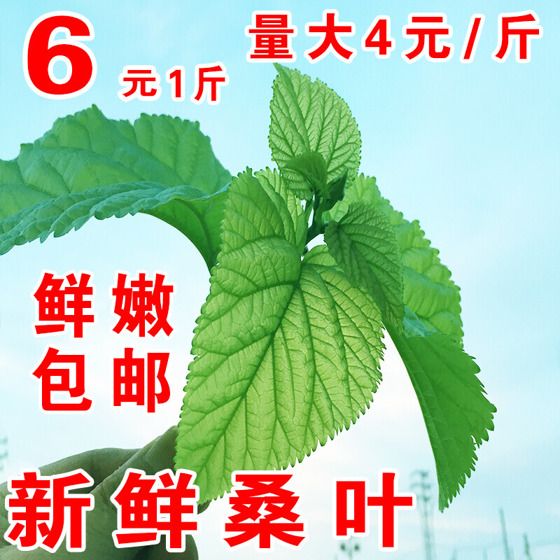 新鲜桑叶新鲜蚕宝宝学生养蚕桑叶喂蚕大叶小蚕鲜嫩活蚕卵基地现摘