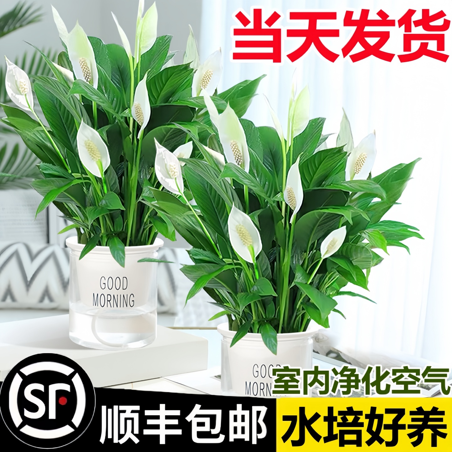 白掌绿植室内四季净化空气