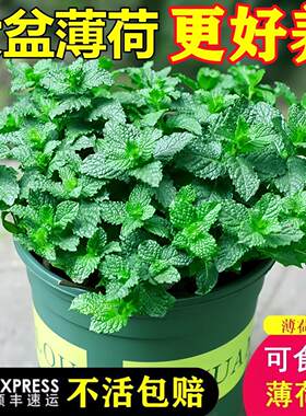 薄荷盆栽驱蚊可食用柠檬薄荷叶水培植物迷迭香室内驱蚊草大盆绿植