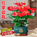 好养大型绿植 红掌盆栽带花特级客厅鸿运当头旺宅好养花卉植物四季