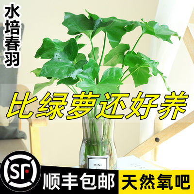 水培春羽好养绿植吸甲醛