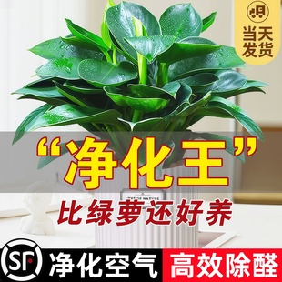 金钻盆栽绿萝箩室内植物花卉水培鲜花绿植办公室桌面多肉净化空气