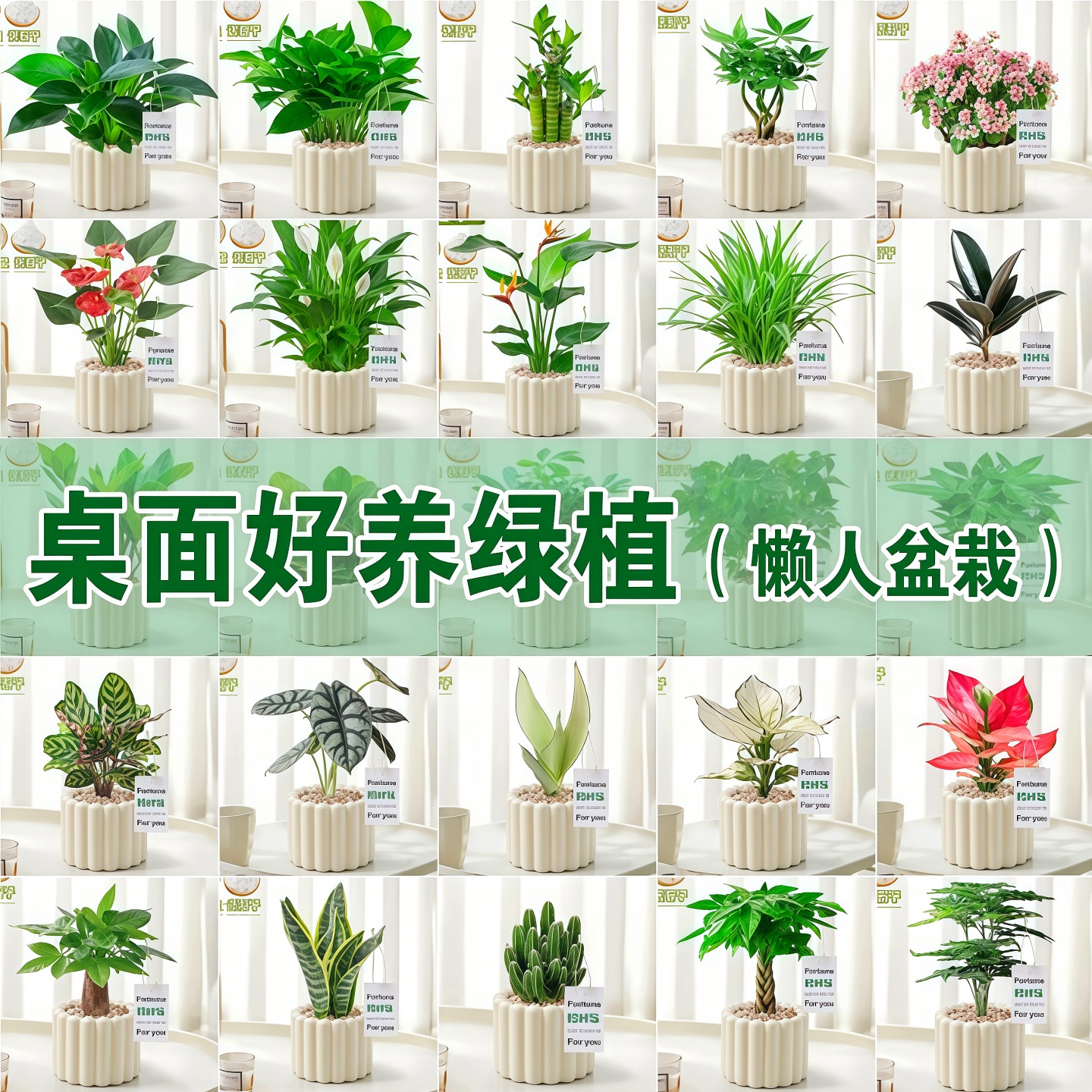办公室桌面绿植小盆栽内物