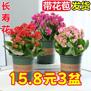 長壽花盆栽帶花苞金狐貍四季 開大花易活好養(yǎng)室內(nèi)綠植花卉多肉植物