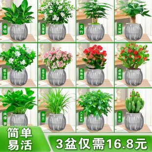 发财树绿萝盆栽室内客厅花卉办公室桌面小绿植幼儿园教室水培植物