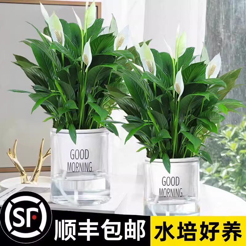 白掌一帆风顺盆栽水培植物办公室内桌面好养花卉红掌绿植绿萝四季