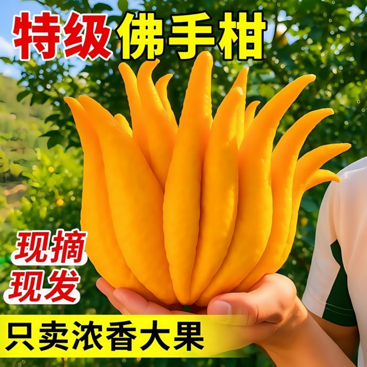 佛手柑水培植物鲜果桌面闻香观赏摆件室内水养绿植新鲜超级可食用
