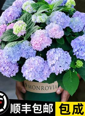 绣球花苗无尽夏绣球花大花盆栽阳台庭院室内花好养的开花花卉植物